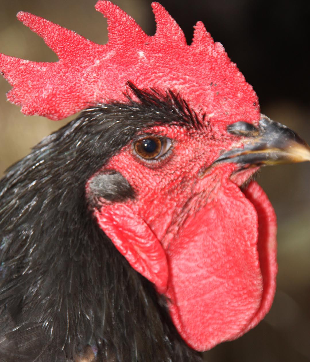 Australorp
